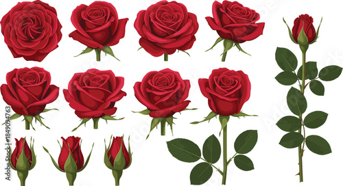 Complete botanical set of red rose flower heads blooming buds and long stems with leaves isolated on white background vector.