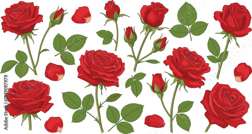 Large collection of individual red rose stems with green leaves and scattered petals isolated on white background vector.