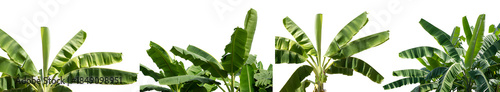 Closeup of vibrant green banana tree leaves against a bright white background, tropical foliage detail