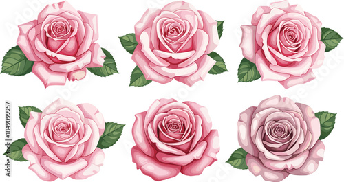 Elegant collection of six light pink rose flower heads with detailed petals and green leaves isolated on white background romantic floral vector.