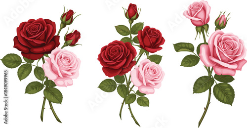Elegant collection of three rose stems with red and pink blossoms and green leaves isolated on white background floral vector.