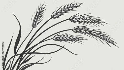 Wheat Stalks Illustration Black and White Natural Elements Design