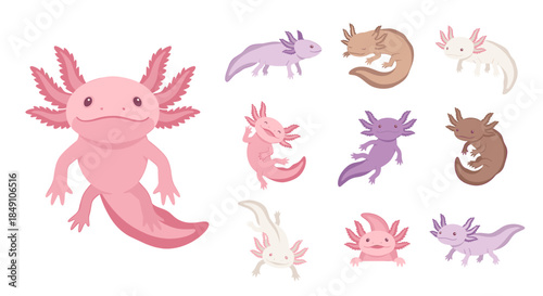 Collection of various axolotl illustrations in different colors and poses on a white background.