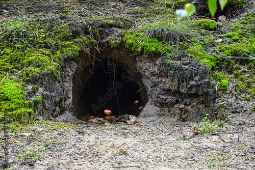 Konstfotografi Entrance to animal burrow on slope among moss and grass