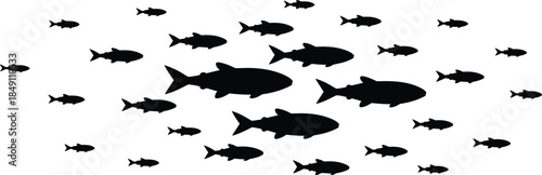 School of fish silhouettes illustration, underwater marine animals swimming together, ocean life movement concept vector isolated black design collection