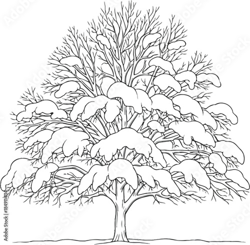 Black and white drawing of a deciduous tree heavily laden with thick layers of freshly fallen snow during wintertime