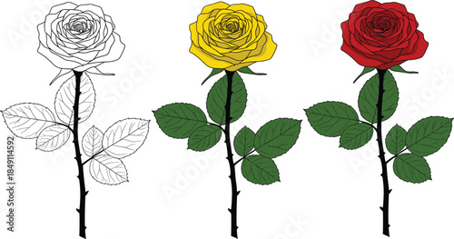 Set of three long stemmed roses featuring a black and white line art outline a yellow rose and a red rose isolated on white