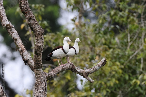 radjah shelduck (Radjah radjah)  Queensland, Australia