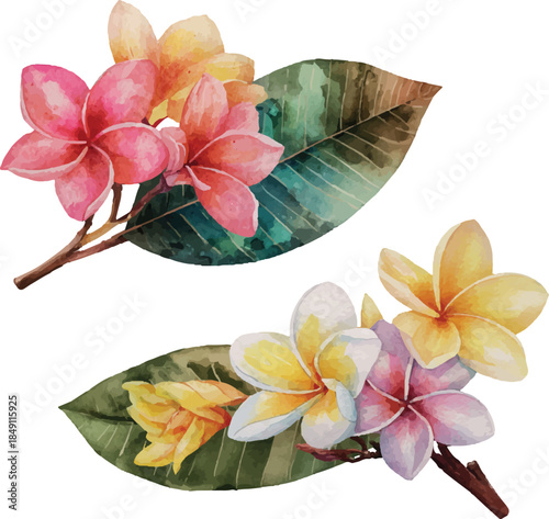 frangipani flower in a bowl on white