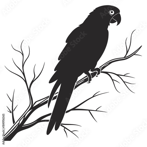 Black parrot perched on branch