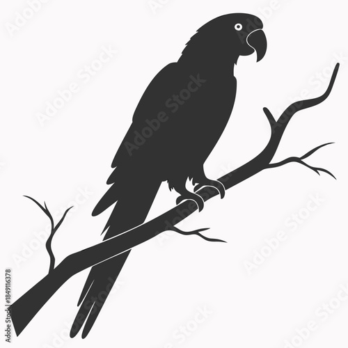 Black parrot perched on branch