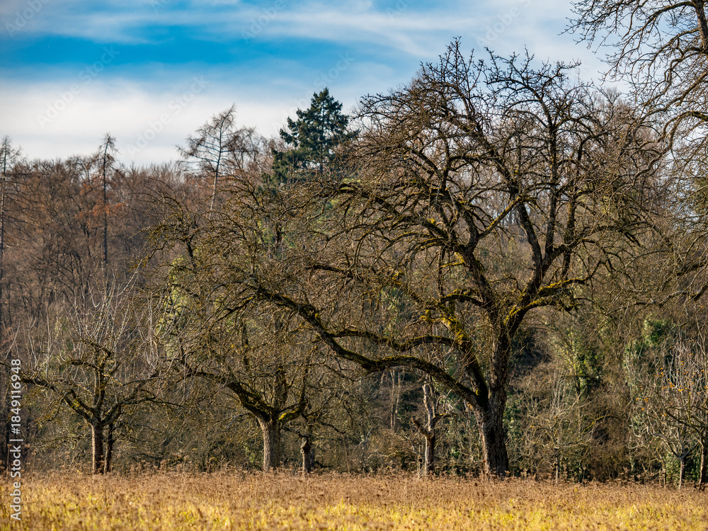 Fototapeta premium Baumgrundstück im Spätherbst