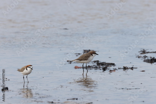 red-capped plover (Anarhynchus ruficapillus)  Queensland, Australia