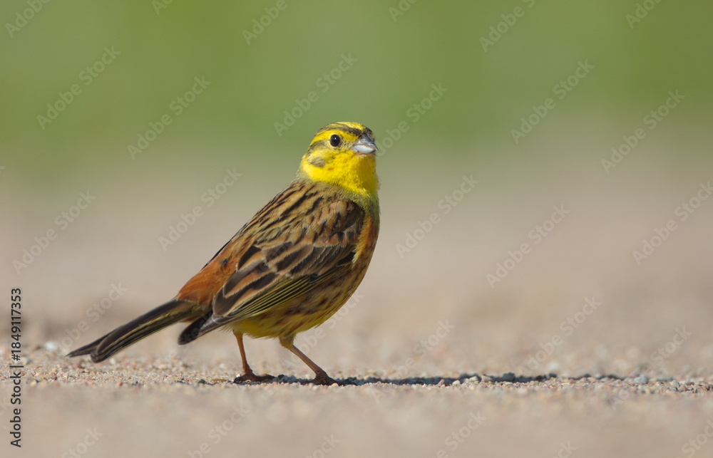 Fototapeta premium Yellowhammer - male in summer