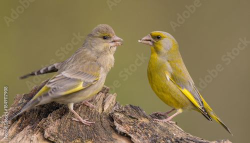 Tableau sur toile European Greenfinch - pair of birds in spring at a wetland