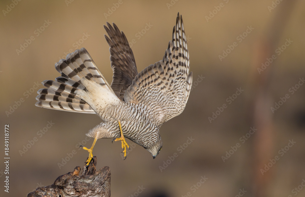 Fototapeta premium Eurasian Sparrowhawk - young male at the wet forest in autumn