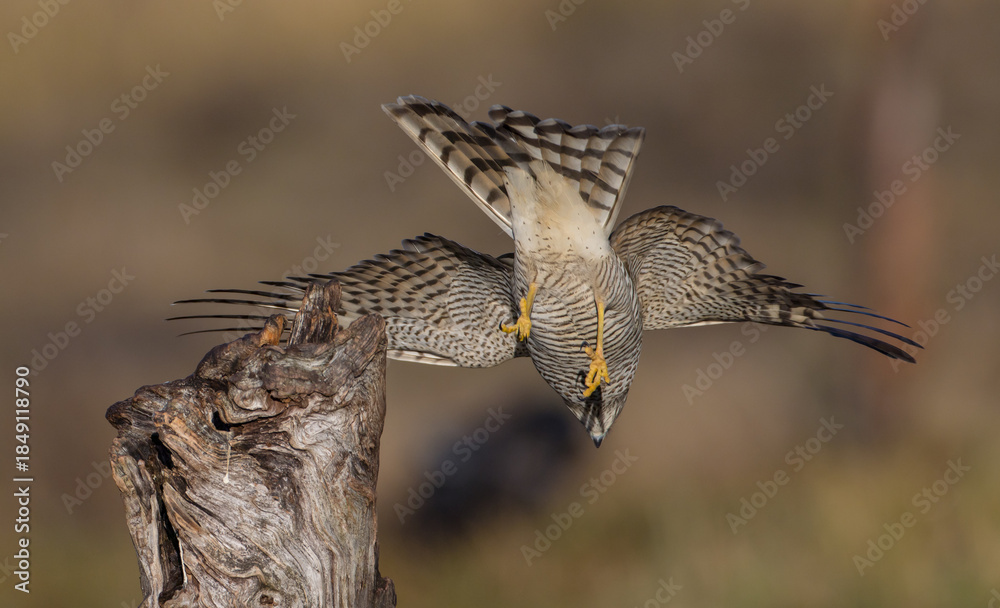 Fototapeta premium Eurasian Sparrowhawk - young male at the wet forest in autumn