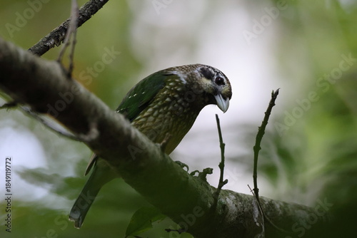 spotted catbird (Ailuroedus maculosus) Queensland, Australia