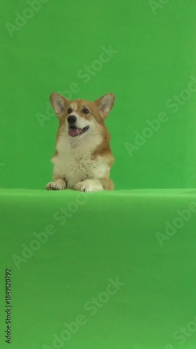 cute  puppy on green screen 