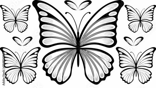 Beautiful butterfly illustrations in black and white