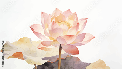 Lotus flower with dew drops