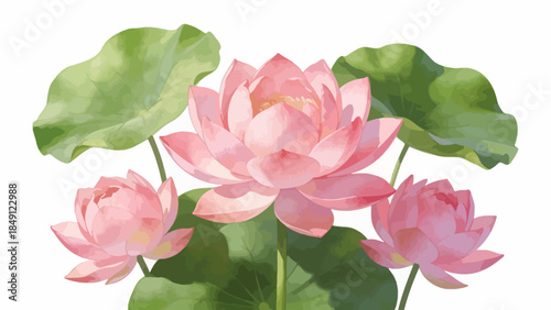 Lotus flowers and leaves