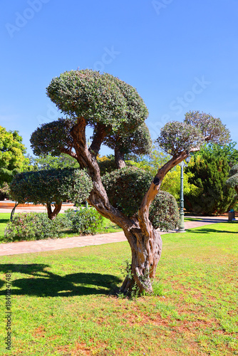 Olive trees (Olea europaea) are ancient, long-lived evergreen plants native to the Mediterranean, prized for their silvery-green foliage, gnarled trunks, and fruit.
