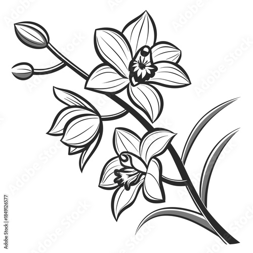 Silver Glazed Orchid Petals With White Background