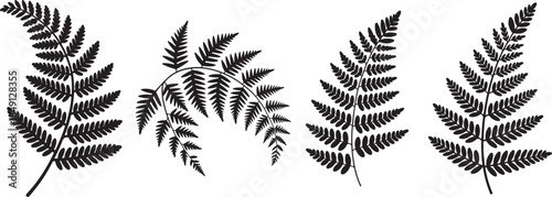 Set of Fern Leaf Silhouette Vector