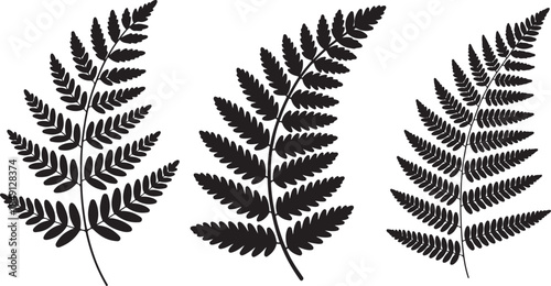 Set of Fern Leaf Silhouette Vector