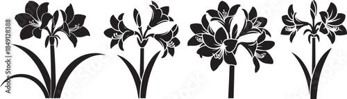 Set of Amaryllis Flower Silhouette Vector
