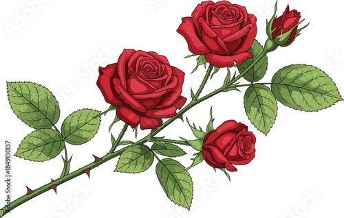 Elegant diagonal red rose branch with two large blooming flowers and three small rosebuds on thorny green leafy stem isolated on white.