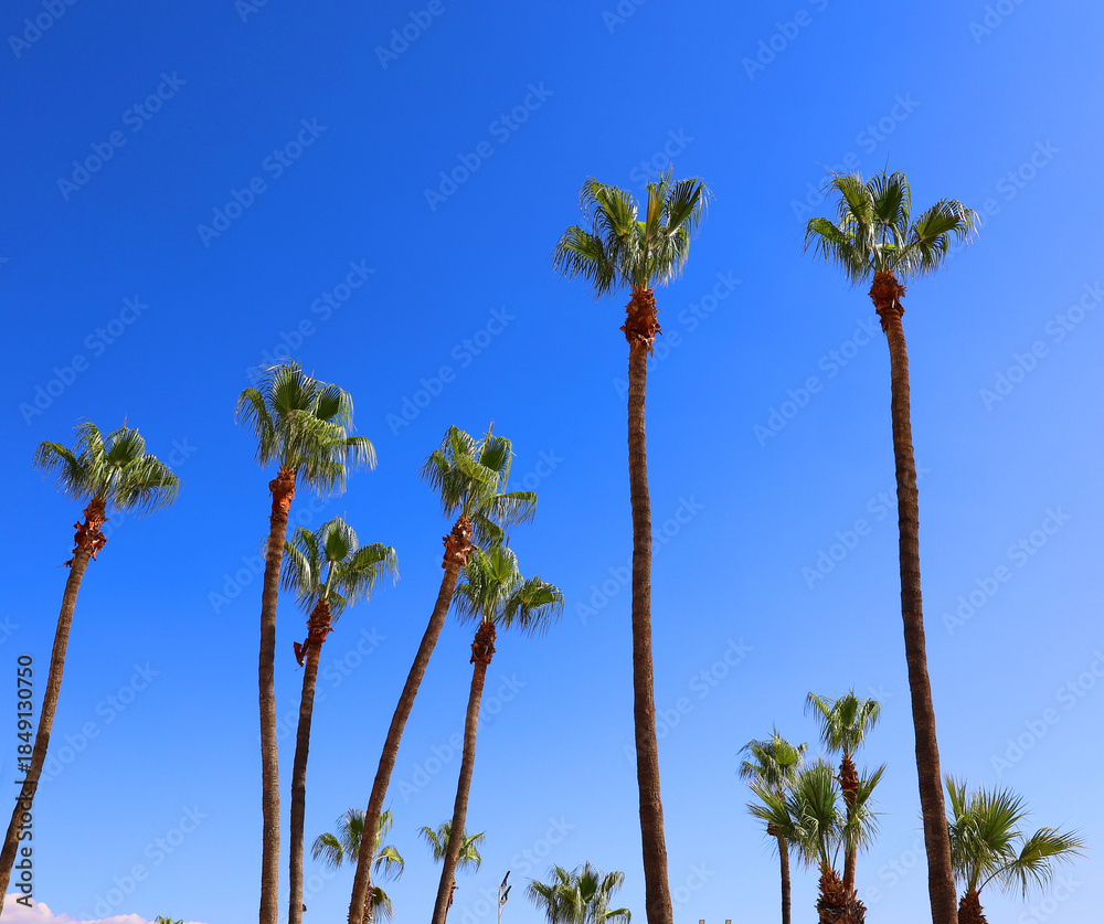 Obraz premium Palm tree, Larnaca, Cyprus. Popular tourist european destination