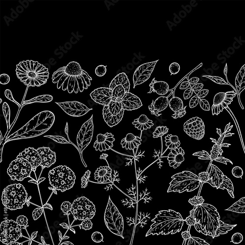 Herbal Tea vector drawing illustration. Herbal tea ingredients. Healthy food and drink . Vector drawing sketch collection. Engraved style.