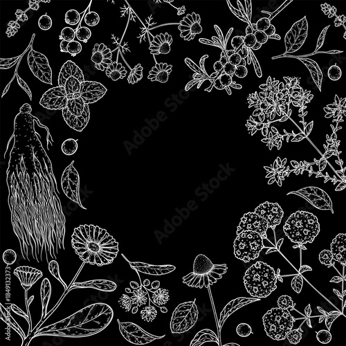 Herbal Tea vector drawing illustration. Herbal tea ingredients. Healthy food and drink . Vector drawing sketch collection. Engraved style.