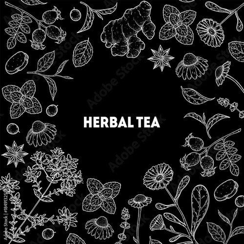 Herbal Tea vector drawing illustration. Herbal tea ingredients. Healthy food and drink . Vector drawing sketch collection. Engraved style.