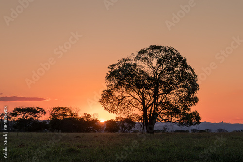 orange sunset in the field with trees