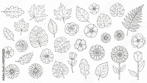 Collection of Hand Drawn Botanical Illustrations of Leaves and Flowers.
