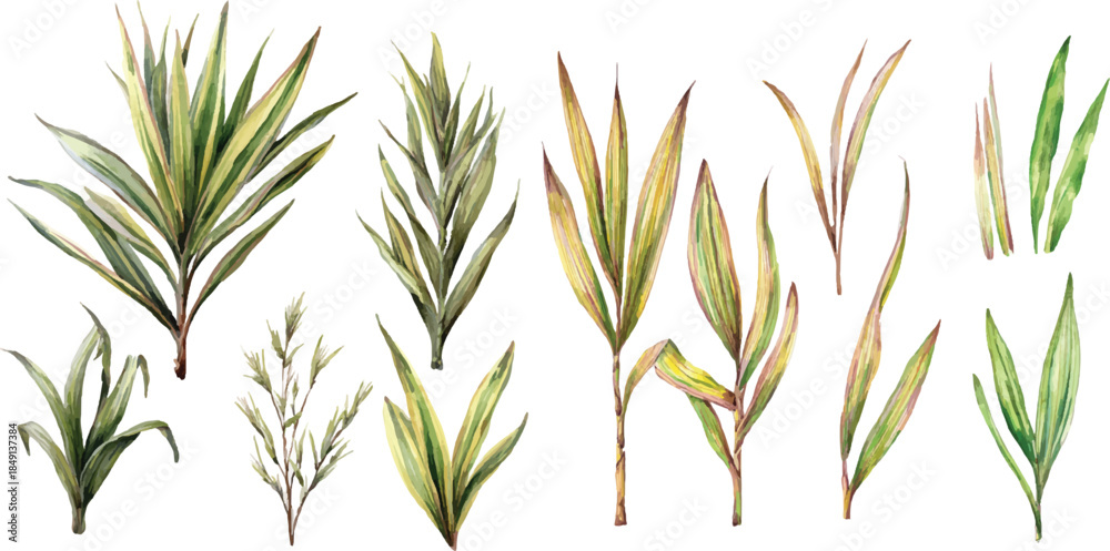 Obraz premium green grass on white background