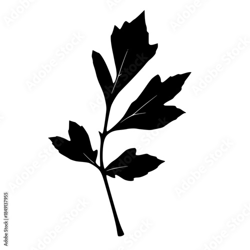 Silhouette of a leafy plant stem on a white background  