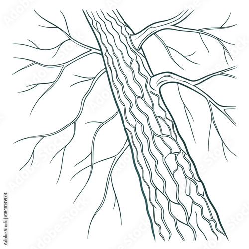 Intricate tree root system