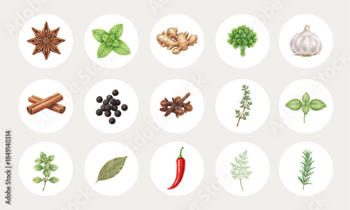 Watercolor Collection of Fresh Culinary Herbs and Kitchen Spices