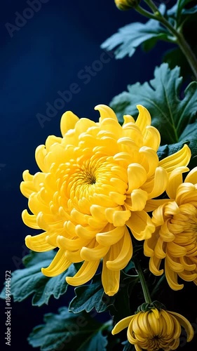 VibrantYellowChrysanthemum