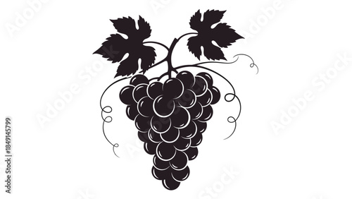 Elegant black and white illustration of a grape cluster with detailed leaves and curling tendrils