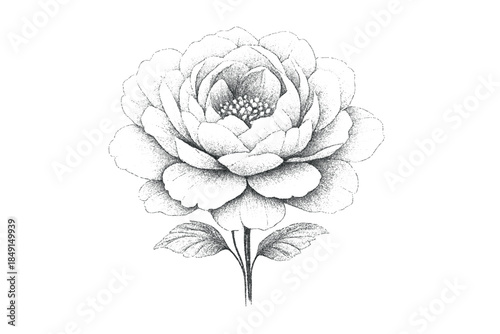 Elegant dotwork drawing of a fully bloomed peony flower with leaves and layered petals