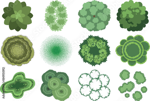Microscopic view of various green algae and cyanobacteria colonies and cells