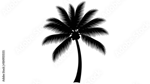 Elegant silhouette of a single palm tree with lush fronds in minimalistic black and white style
