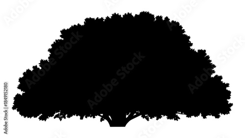 Silhouette of a Mature Broad-Canopy Tree with Dense Foliage and Rooted Base in Black Profile