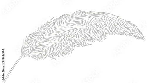 Intricate Line Drawing of a Feather with Fine Textural Details and Elegant Curves in Monochrome