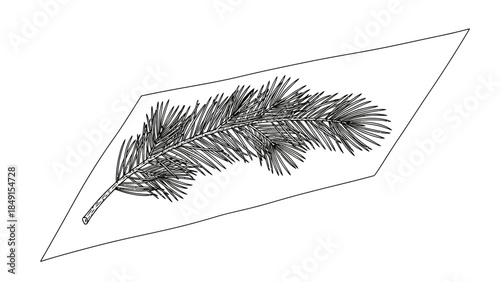 Minimalist Line Drawing of a Pine Needle Leaf in a Geometric Frame